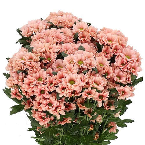 Chrysant San. Babette