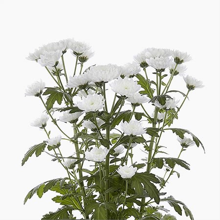 Chrysant San. Baykal