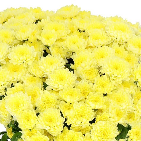 Chrysant San. Baykal Lunar