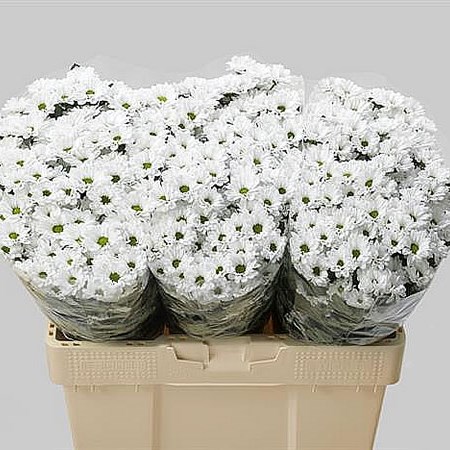 Chrysant San. Bouncer