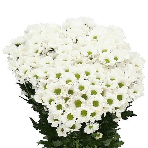Chrysant San. Bowie