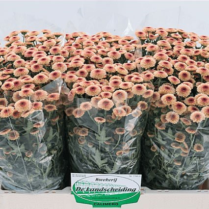 Chrysant San. Calimero Apricot