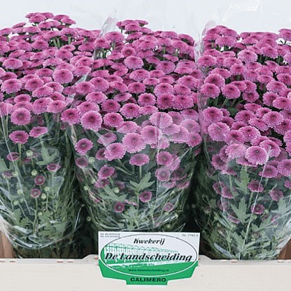 Chrysant San. Calimero Dark Pink