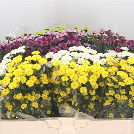 Chrysant San. Calimero Mix (Cols may vary)
