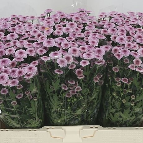 Chrysant San. Calimero Pink
