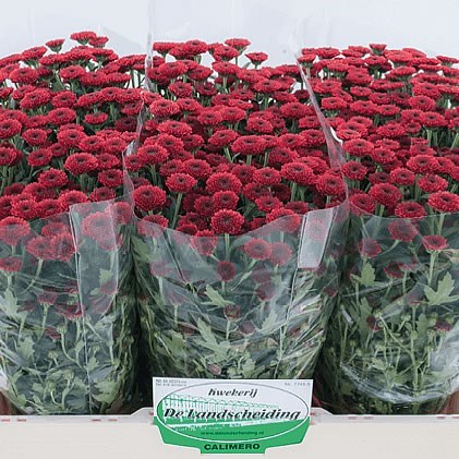 Chrysant San. Calimero Red