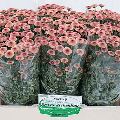 Chrysant San. Calimero Salmon