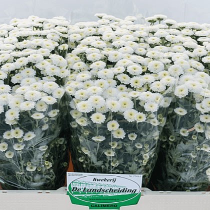 Chrysant San. Calimero Snow