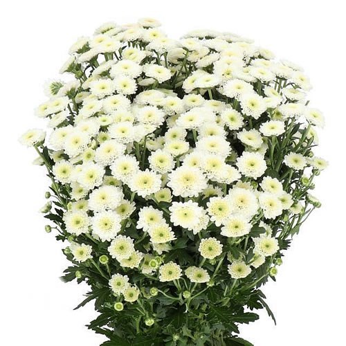 Chrysant San. Calimero Snow