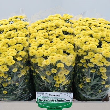 Chrysant San. Calimero Sunny