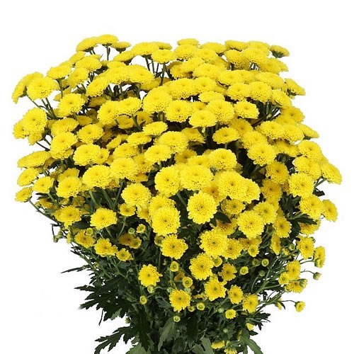 Chrysant San. Calimero Sunny