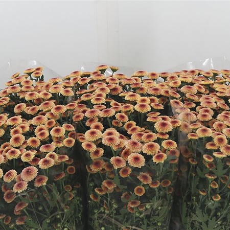 Chrysant San. Calimero Sunrise