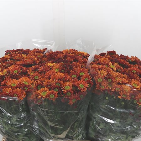 Chrysant San. Charlotte