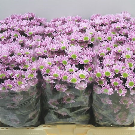 Chrysant San. Confetti