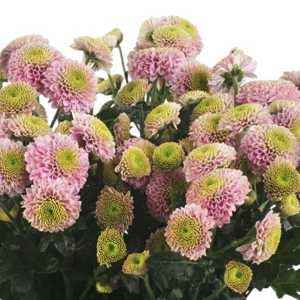 Chrysant San. Davina
