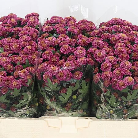 Chrysant San. Demi
