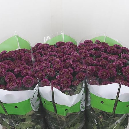 Chrysant San. Divano