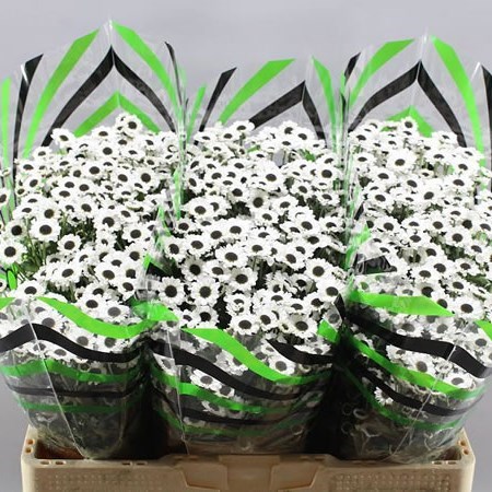 Chrysant San. Double Fun