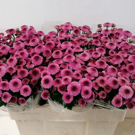 Chrysant San. Dropshot