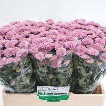 Chrysant San. Ellison