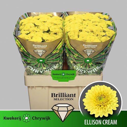 Chrysant San. Ellison Cream