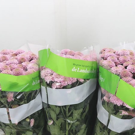 Chrysant San. Ellison Sweet