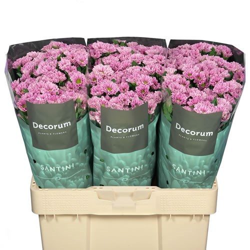 Chrysant San. Fabiana Pink