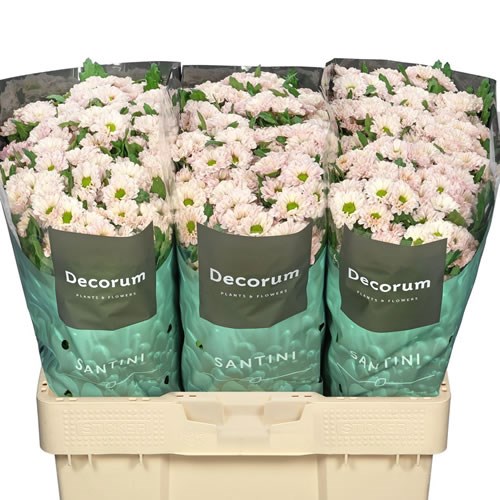 Chrysant San. Fabiani Pearl