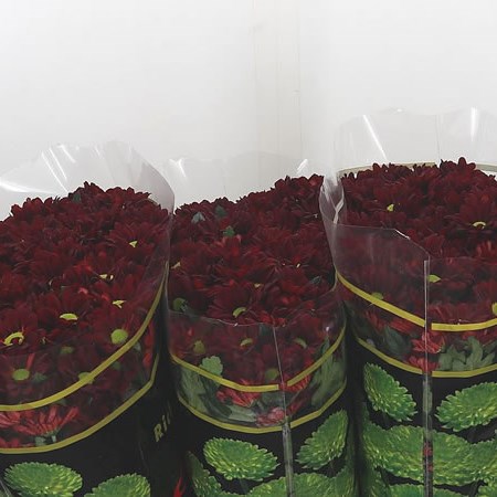 Chrysant San. Fenix