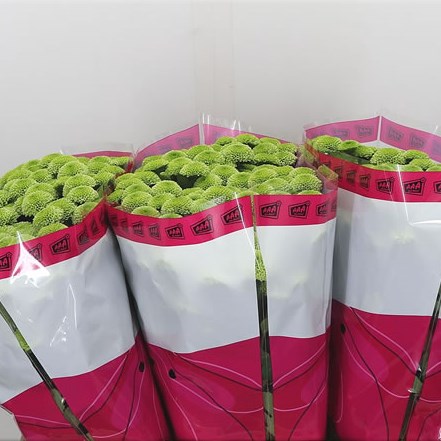 Chrysant San. Greenstones