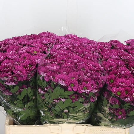 Chrysant San. Ilse