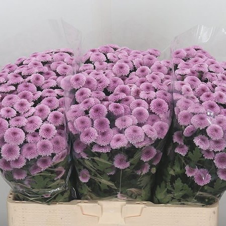 Chrysant San. Jamey