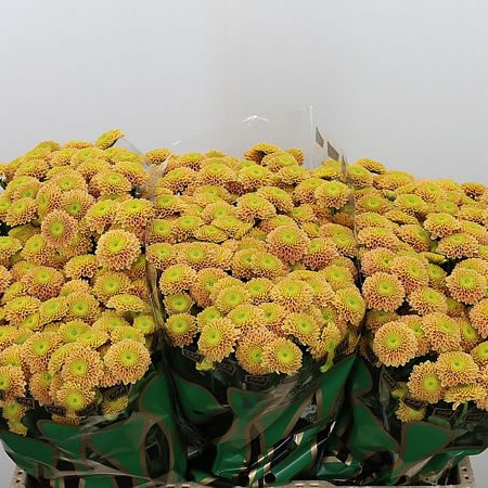 Chrysant San. Jeanny Peach