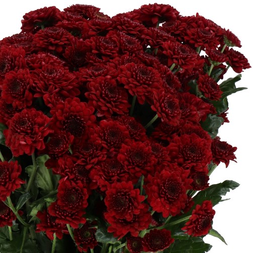 Chrysant San. Jinda