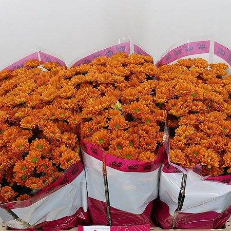 Chrysant San. Karibu
