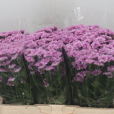 Chrysant San. Krissi