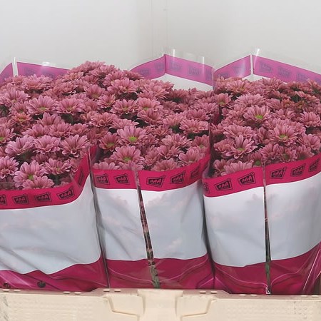 Chrysant San. Krissi Currant