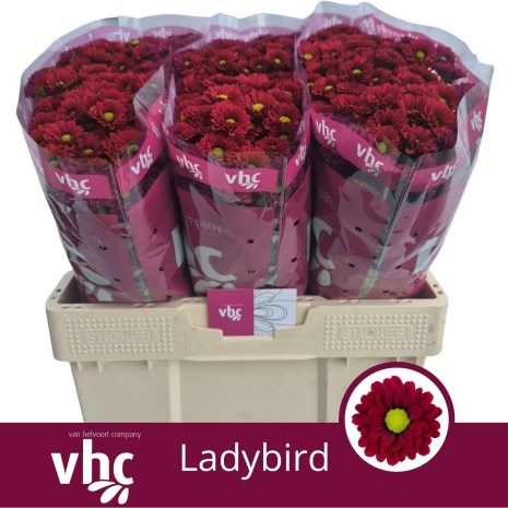 Chrysant San. Ladybird