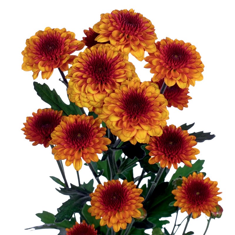 Chrysant San. Lexy
