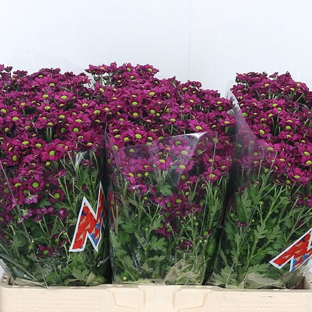 Chrysant San. Madiba Jombe Purple