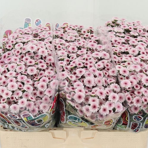 Chrysant San. Madiba Bico Tyolo