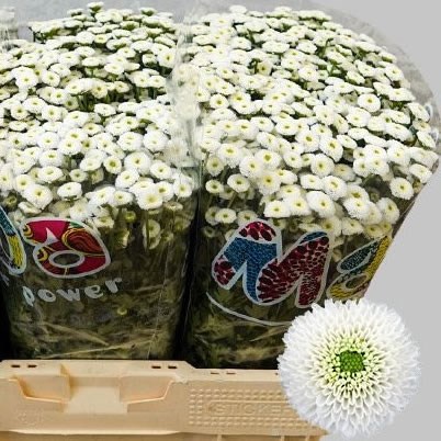 Chrysant San. Madiba Ideal White
