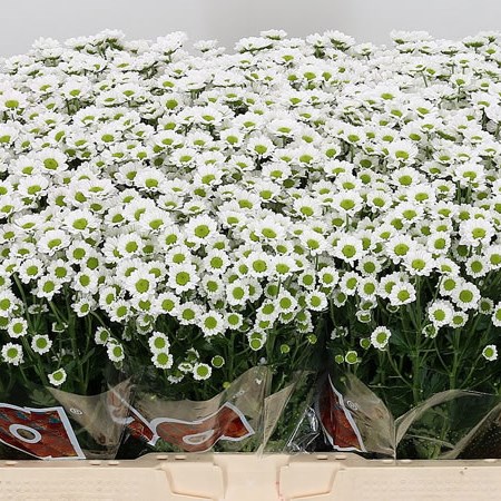 Chrysant San. Madiba Lindi White