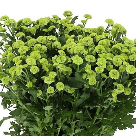 Chrysant San. Madiba Minty Boane