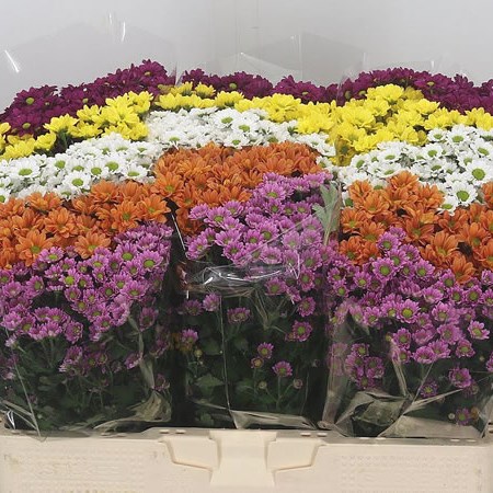Chrysant San. Madiba Mix