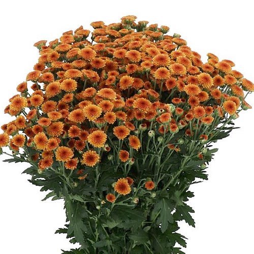 Chrysant San. Madiba Orange Tyolo