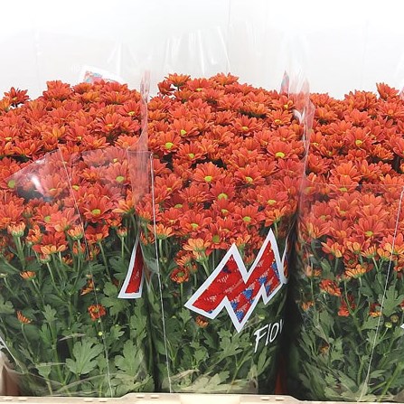 Chrysant San. Madiba Ovada Orange