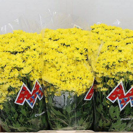 Chrysant San. Madiba Ringa Yellow