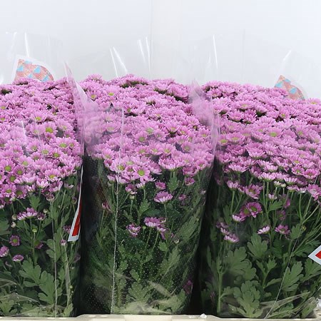 Chrysant San. Madiba Tanga Pink
