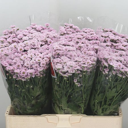 Chrysant San. Madiba Tumbi Rosy